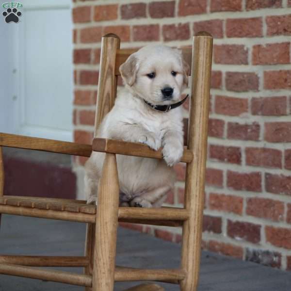 Trace, Golden Retriever Puppy